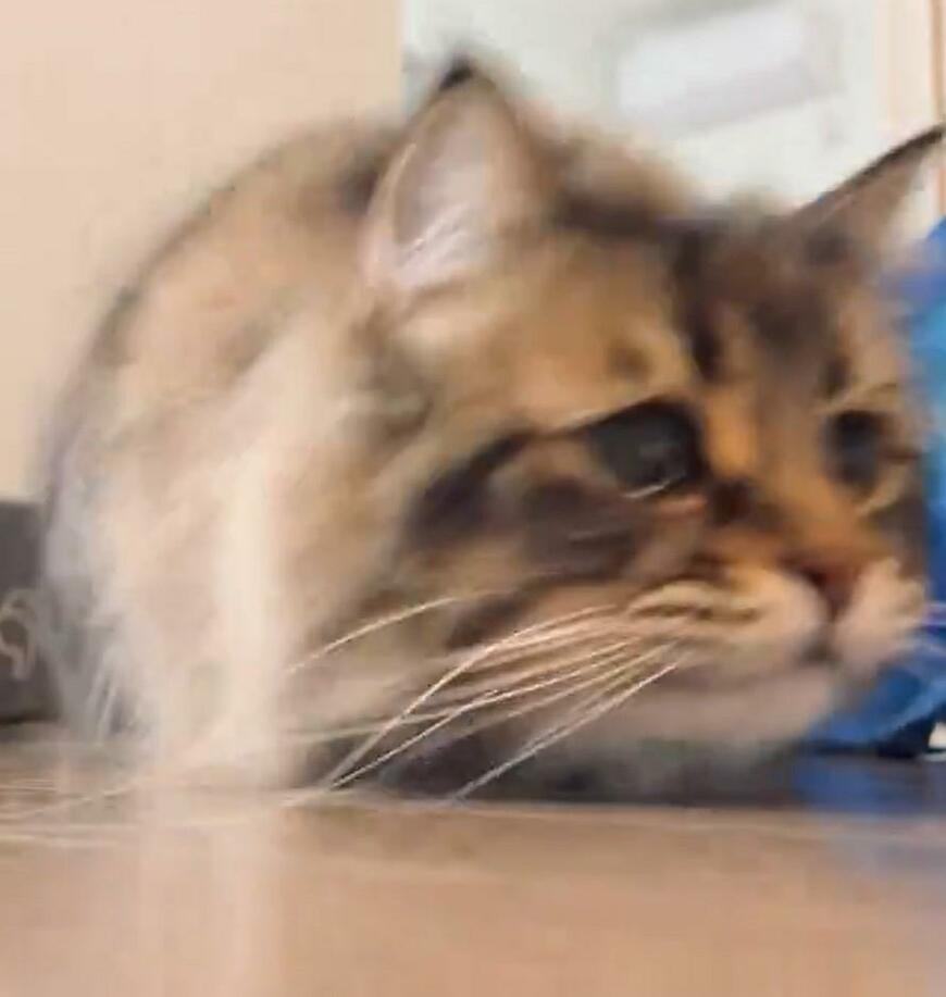 ダッシュする猫