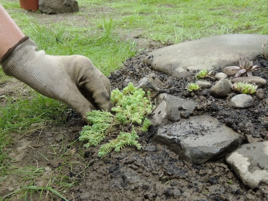 ロックガーデンにセダムを植え付けている様子