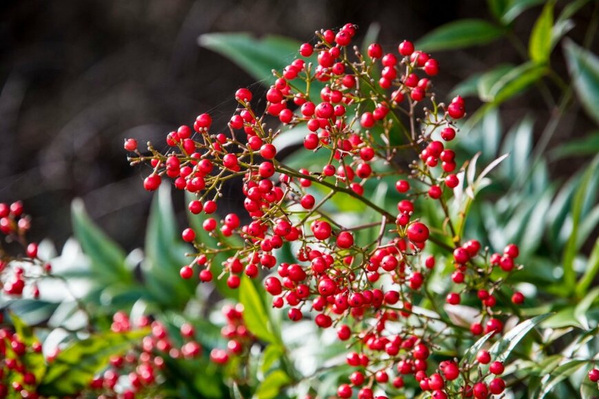 赤い小さな実をたわわに実らせているナンテン