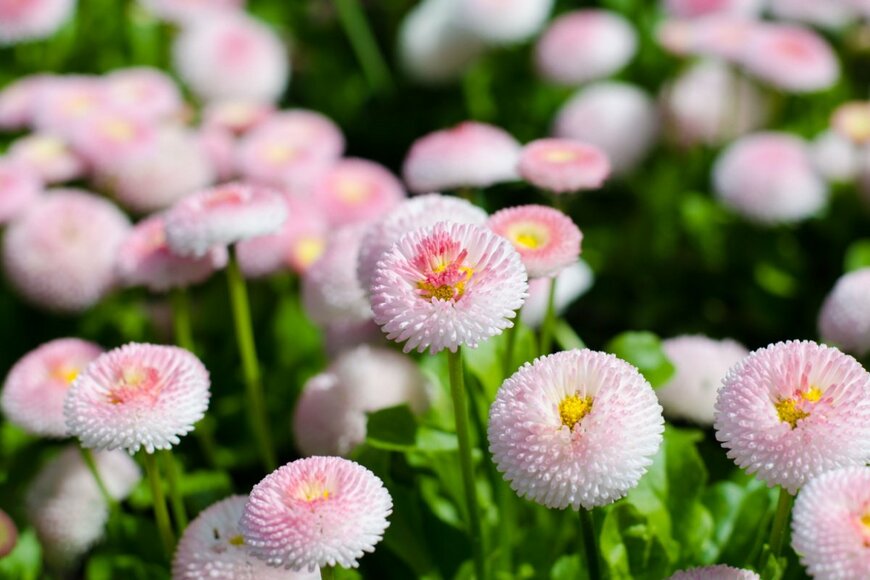 デイジー（ヒナギク）の花。色は薄いピンクで丸い形。