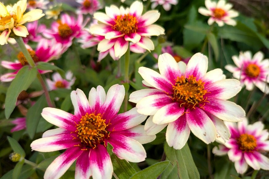 花びらの基部は濃いピンク色、先端は白の、ジニア・プロフュージョン