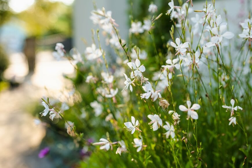 白い花を咲かせている、ガウラ