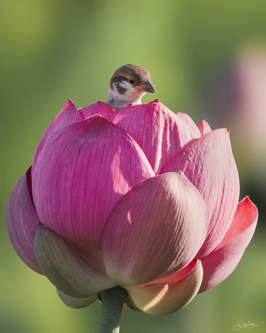 蓮の花からスズメ