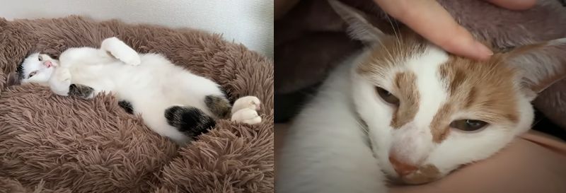 投稿動画のワンシーン