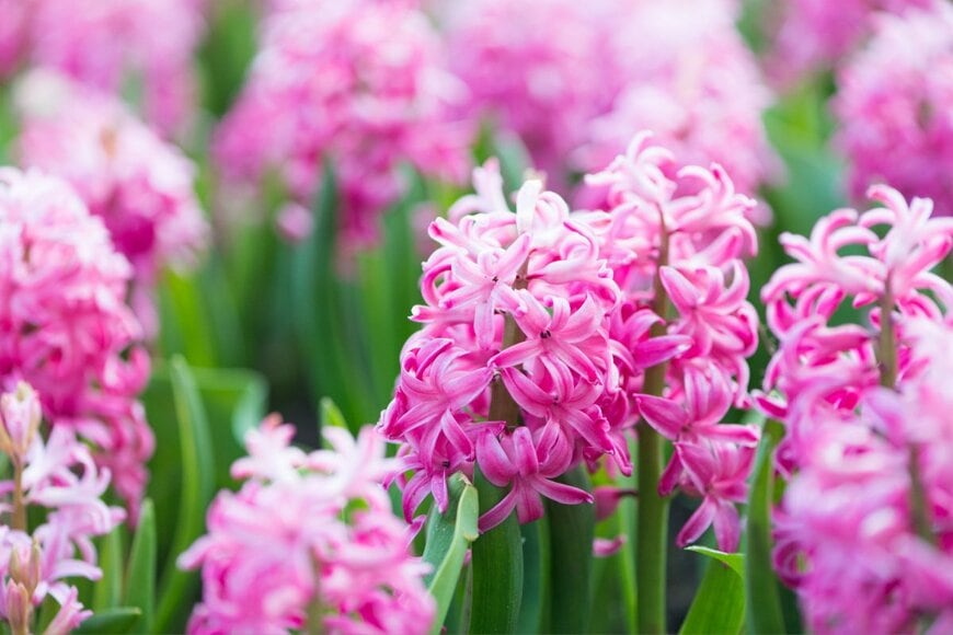 ピンクの花を咲かせている、ヒヤシンス