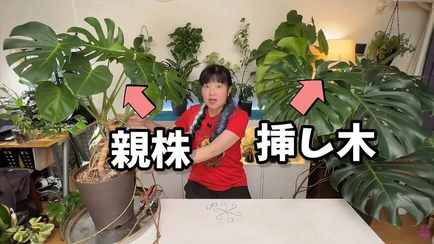 観葉植物のモンステラ、親株と子株