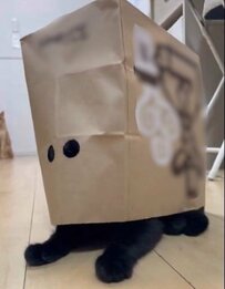 謎の生き物出現？！紙袋を被って遊ぶ猫ちゃんの姿が面白いと話題に