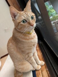 窓辺で外を見つめる端正な横顔の猫が、床では前足をぐーんと伸ばして「スーパーリーチ」