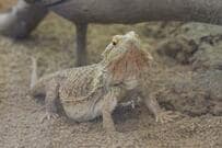 「素晴らしい」「その通り」　千葉県「浦安市交通公園」の爬虫類展示室の注意喚起が話題に