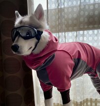 「やばぁかっこいい」もう冬支度用意万端なハスキー犬が話題！犬猫のおやつに、みんないくらぐらい使ってる？