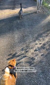 お散歩猫ちゃん、同居猫ちゃんと遭遇！「仲良くなれるといいね」と見守る声多数