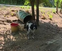 長年木につながれ樽で暮らしていた犬を保護 ようやく自由を手に入れ新しい犬生がスタート