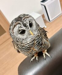 【隣のフクロウさん】「ちょこん」といるのが可愛らしい！気ままなフクロウの様子に癒される