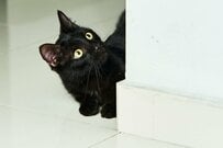 ガスの検査員が自宅を訪問　黒猫のまさかの行動に「よく見たら目がある」