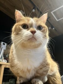 まるで「ホラー」暗闇に浮かぶ猫ちゃんの顔。普段の姿との愛らしいギャップに癒される 