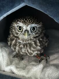 【お相撲さんフクロウ】どすこいポーズが可愛すぎる！キリッとした表情にメロメロ