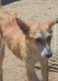 疥癬を患った犬を保護 約3か月の治療で「完全に回復」大好きな家族が待つ元の地域へ戻った姿に喜びの声が続出