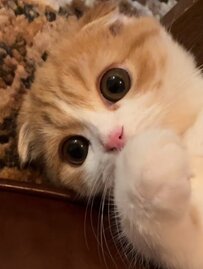 「まるで天使！」まんまるおめめの赤ちゃん猫が「可愛すぎる」とSNSで話題