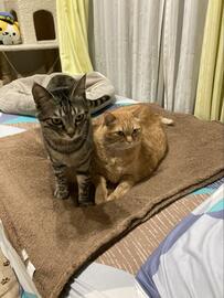 「ほかの猫の動画」を見ていた飼い主　向けられた視線が辛辣すぎると話題