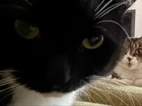 【起きた瞬間これ】朝目覚めたら……猫ちゃんの圧がすごい「ホラーじゃん」の声！さらに飼い主さん好き過ぎて一緒におねんね...