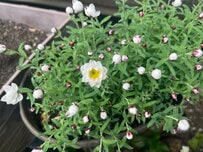 関東南部のうちの庭で「育ててよかった」一年草・多年草・低木4選《寒さの中で咲く、美しい花たち》