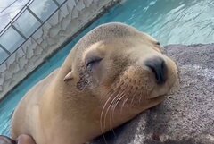 【神戸市立王子動物園】寄り添ってお昼寝するカリフォルニアアシカ。寝顔が非常にかわいいよ（兵庫県）