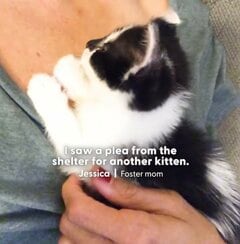 保護された子猫が先住猫と暮らすことに→仲良く戯れ合う姿に「微笑ましい」の声