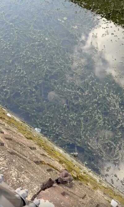 水面から視線が…？