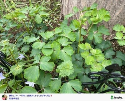 假屋崎省吾の公式ブログ投稿