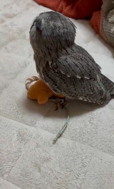 投稿動画のワンシーン