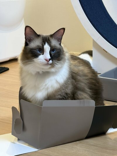 箱に収まるコテツくん