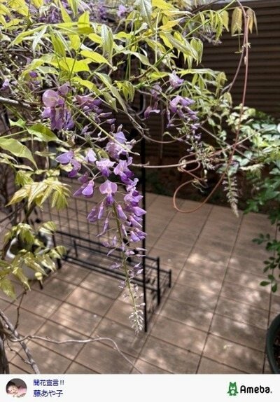 藤あや子の公式ブログ投稿