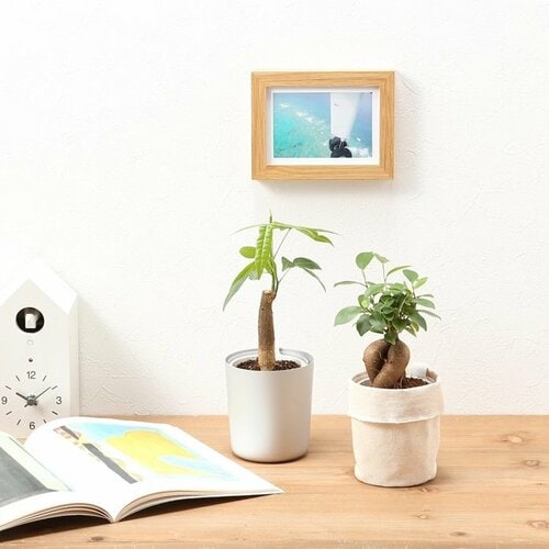 底面給水鉢の観葉植物・3号（ガジュマル・パキラ）