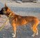 常にしっぽを丸め込んで怯える、ガリガリの野良犬。愛あふれる保護主により、ついにしっぽが振られるようになった変化に感動