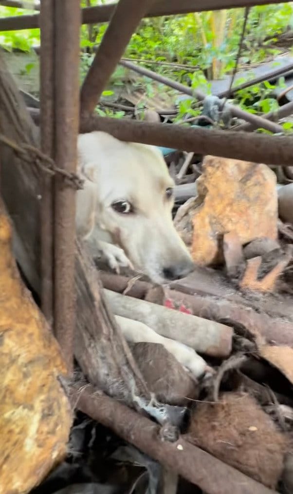 つらい環境のなかで育った犬を保護→新しい家族の元で元気に暮らす姿に涙