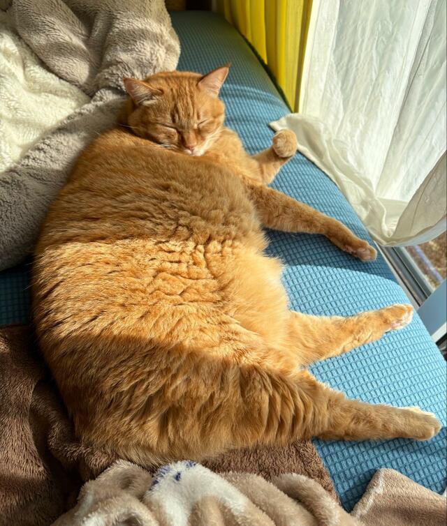 寝ぼけた保護猫さんのかわいい行動が話題　「これは元気出ますね」