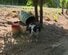 長年木につながれ樽で暮らしていた犬を保護 ようやく自由を手に入れ新しい犬生がスタート