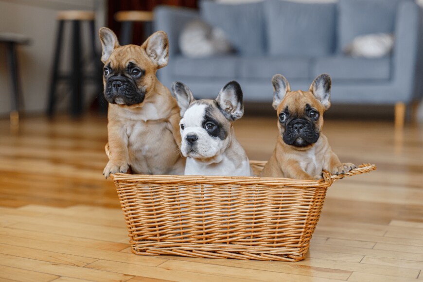 OlesyaPogosskaya/shutterstock.com