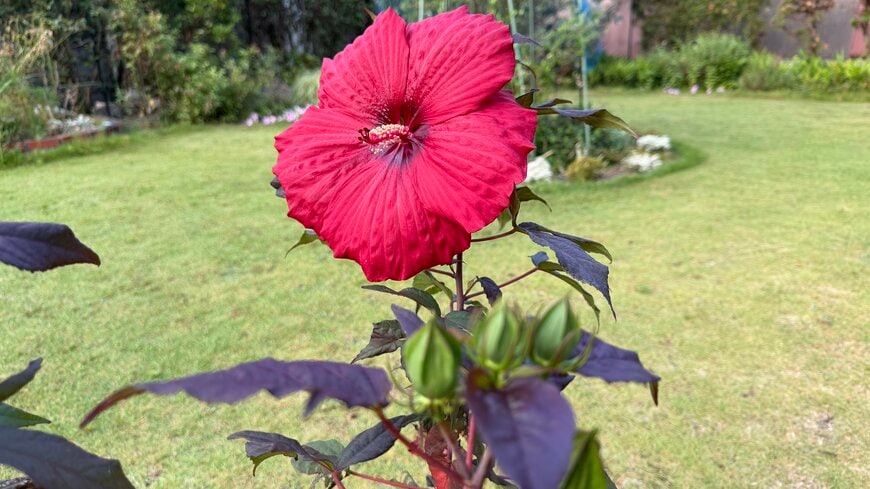 手のひらより大きな花が咲く！ハイビスカス サマリフィック