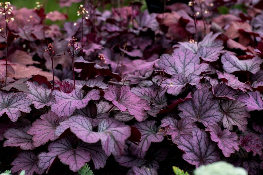 Jenna Leigh Ashley/shutterstock.com