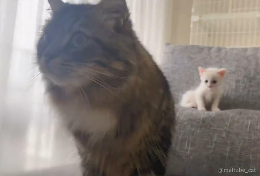 出所：@meltube_cat
