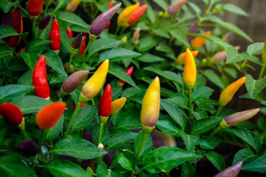 Repina Valeriya/shutterstock.com