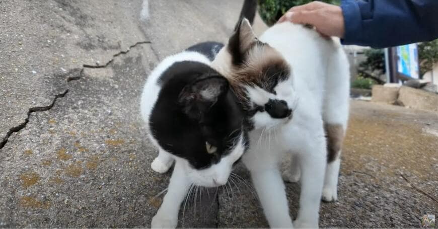 出所：@ImpressedCatVideo