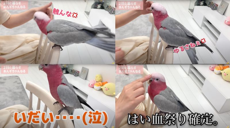 出所：@anz_omomiri