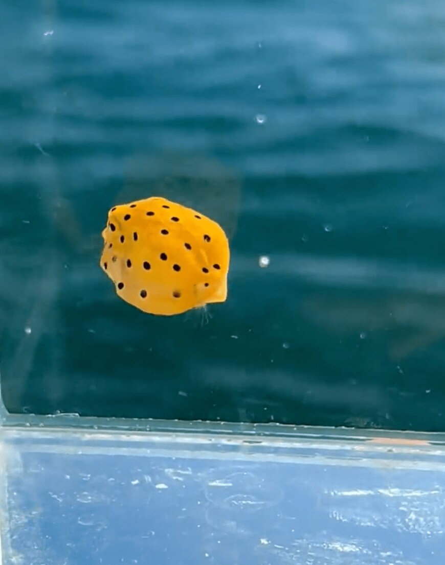 出所：@K_theHermit