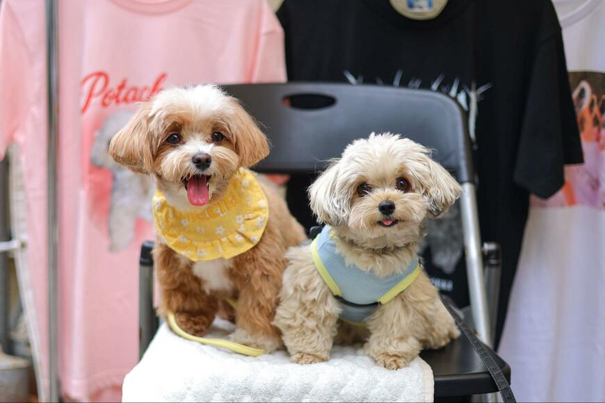 出所：@potage_0924