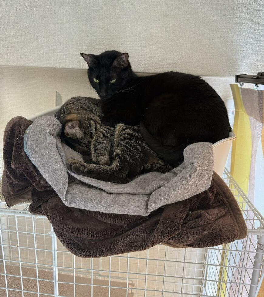 出所：@00shitemita