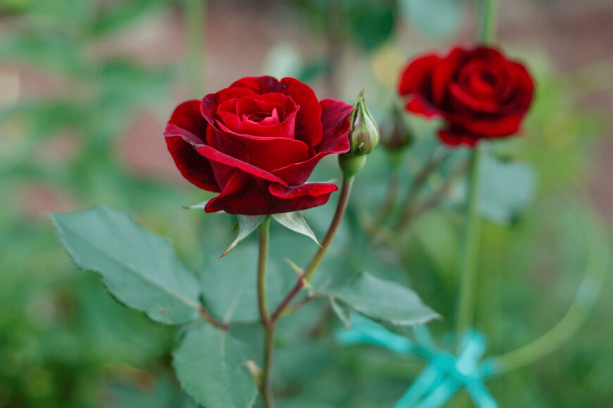 Mariia Kutuzova/shutterstock.com