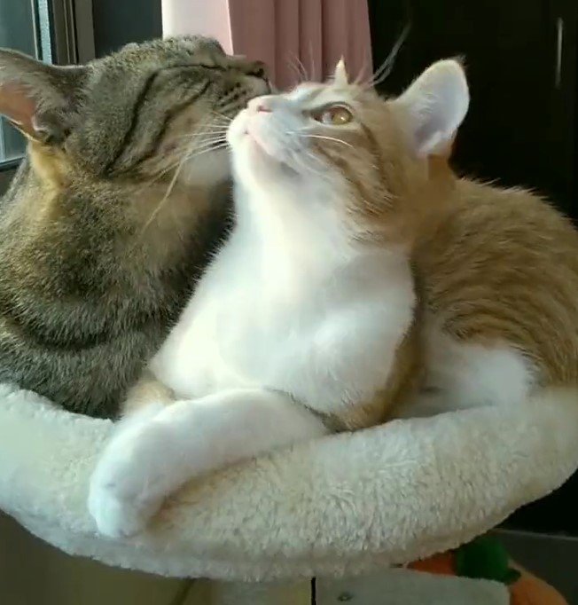 出所：@mero627puri914