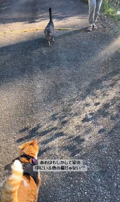 お散歩猫ちゃん、同居猫ちゃんと遭遇！「仲良くなれるといいね」と見守る声多数